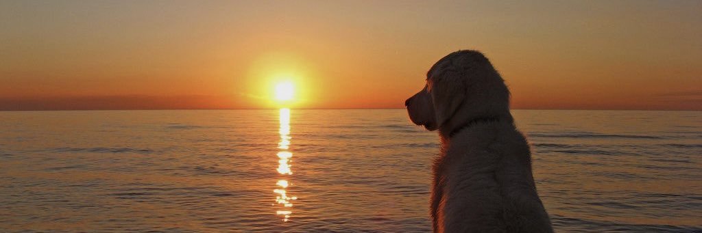 tiroimagolda_'s profile banner image