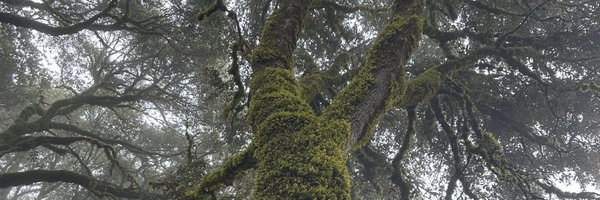 jesszhiyuezhao Profile Banner