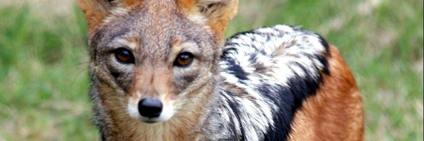 Pascal le chacal banner