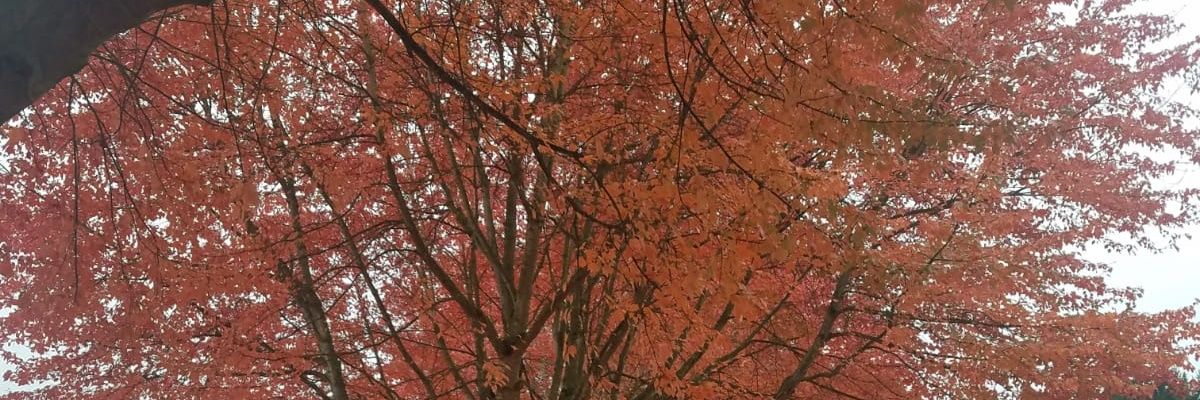 Lemonade001364's profile banner image