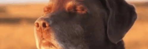 lucasxholanda's profile banner image