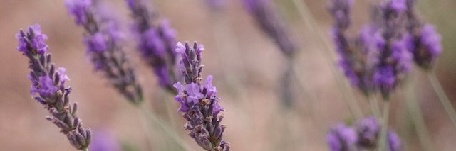 Ben Daniel (he/him) banner