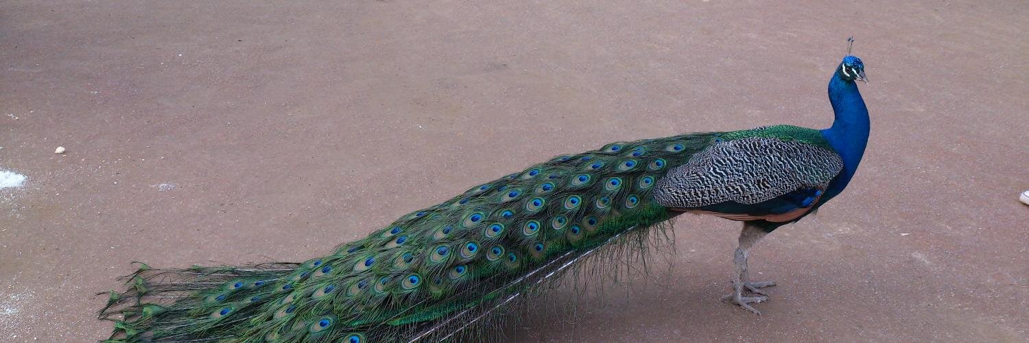 meryplif's profile banner image