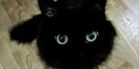AngelaPetsche's profile banner image