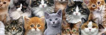 bridgecatt's profile banner image