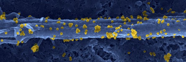 InsermNA Profile Banner