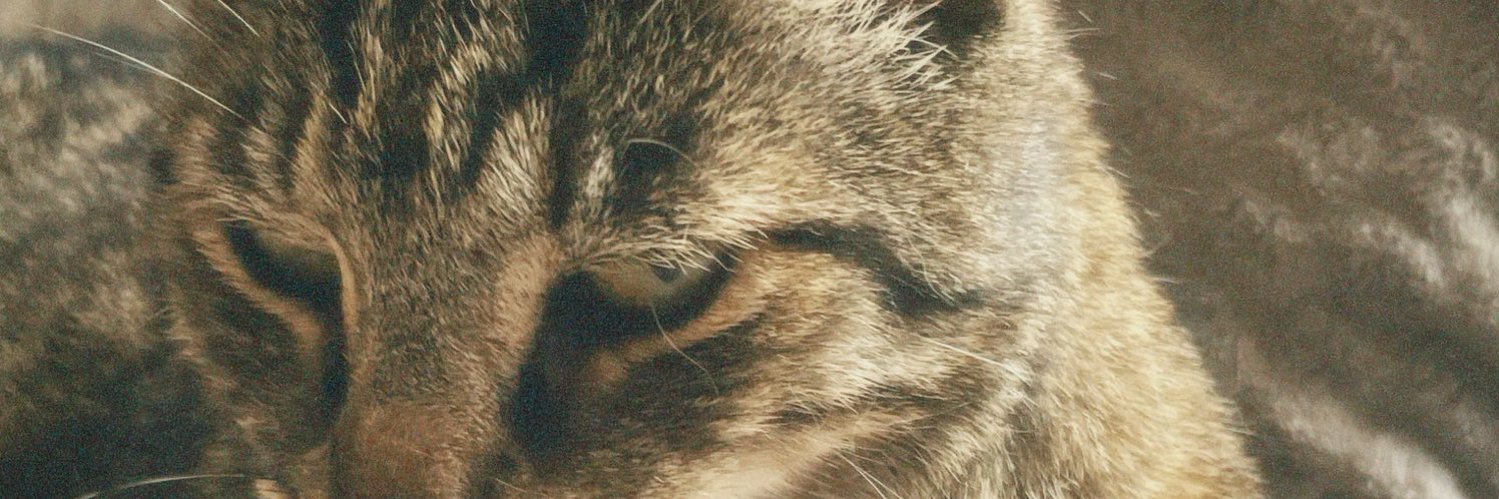 capychiara banner