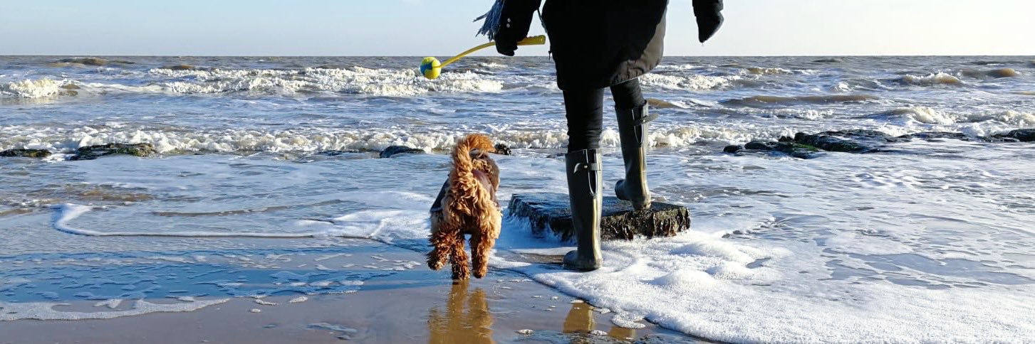 Lily Moo the Cockapoo banner