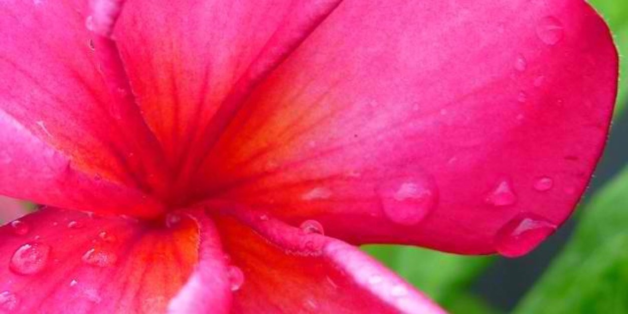 pianolady's profile banner image