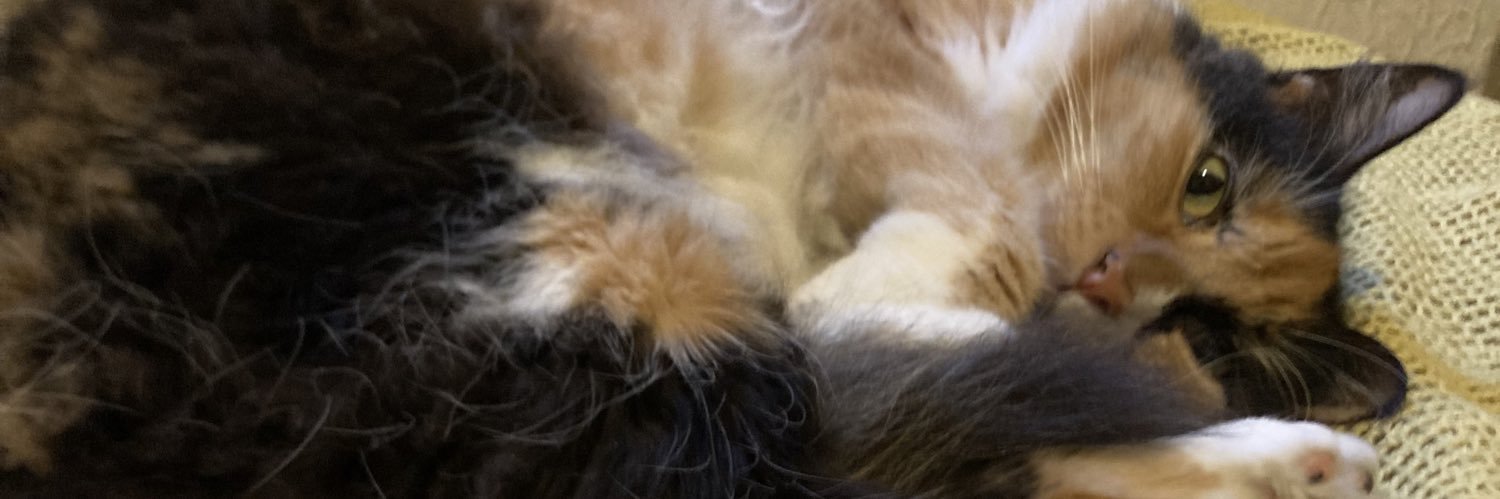 Nicoolindoo's profile banner image