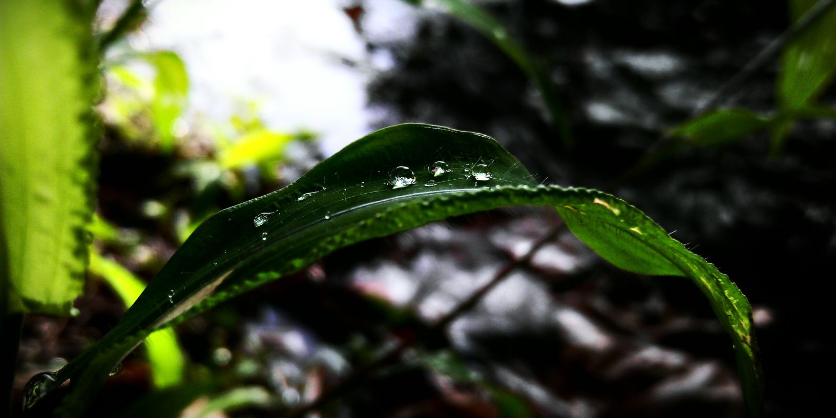 shyam299's profile banner image