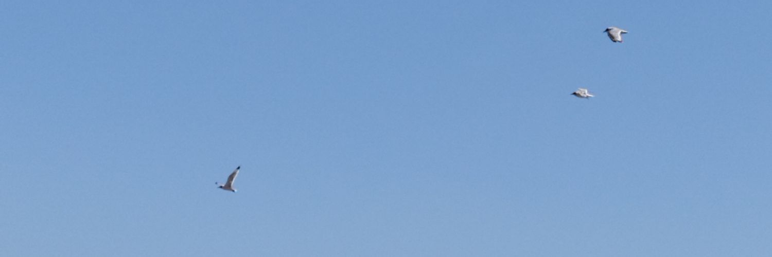 romibain's profile banner image