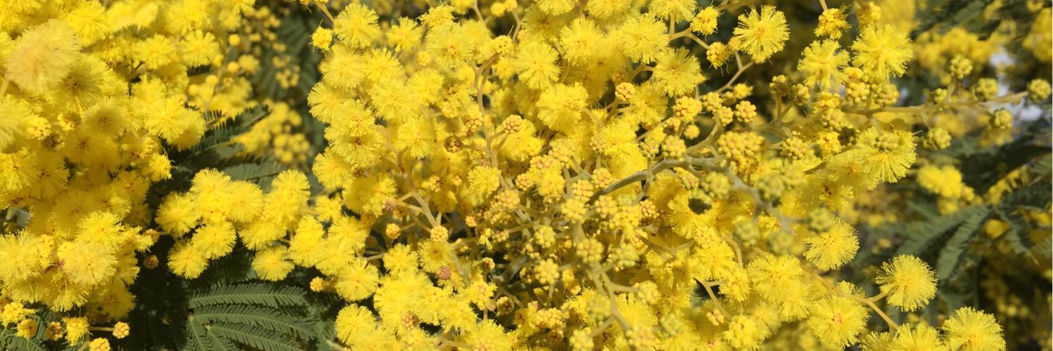 violacausse's profile banner image