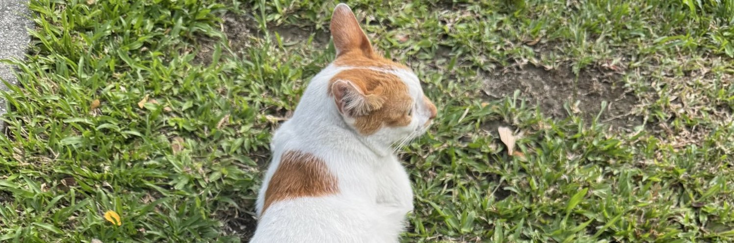 samuelsfuzzball's profile banner image
