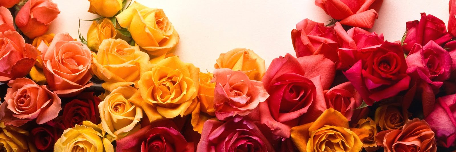 ShebaHughes's profile banner image