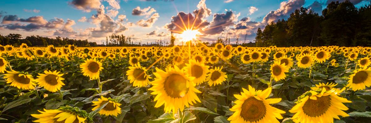 Pamela K. Gilbert banner