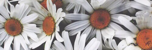 SassyStateOfMnd's profile banner image