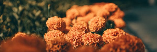 braandizzle Profile Banner