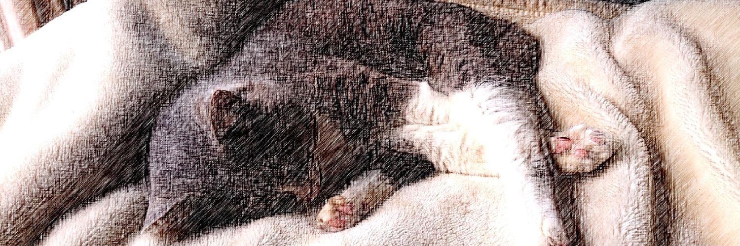 nukonuko222's profile banner image