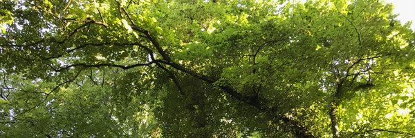 CevherLIONS Profile Banner