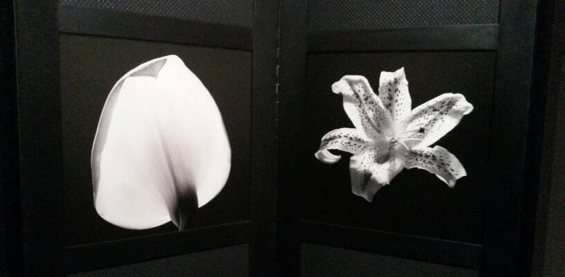 calliopeakmt's profile banner image