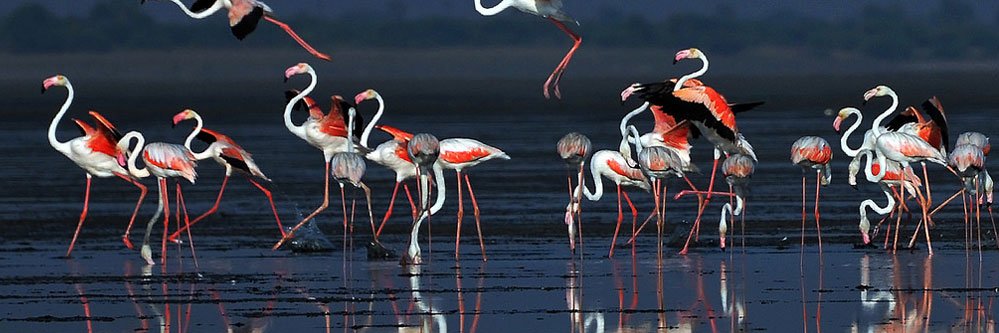 Pulicat_Lagoon's profile banner image