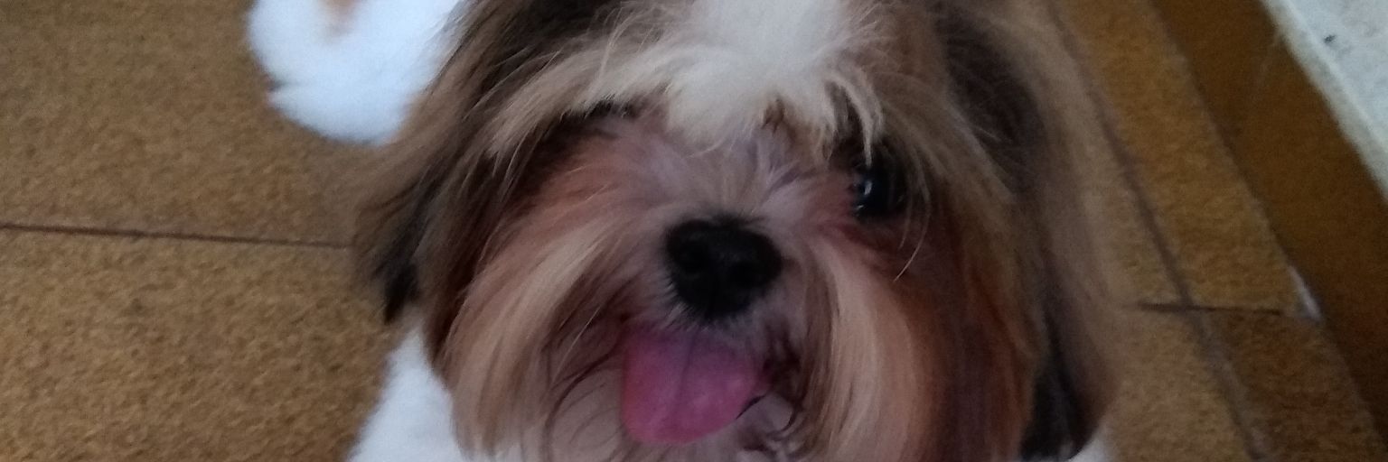 rosilainenq's profile banner image