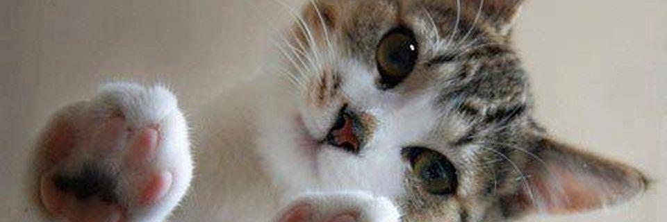 Gatita Sindia banner