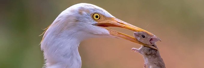 nathanalytics's profile banner image