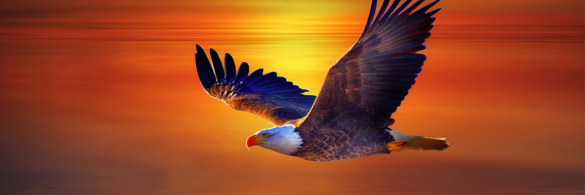 Eagle Black & White (@EagleBlackWhite) / Posts / X