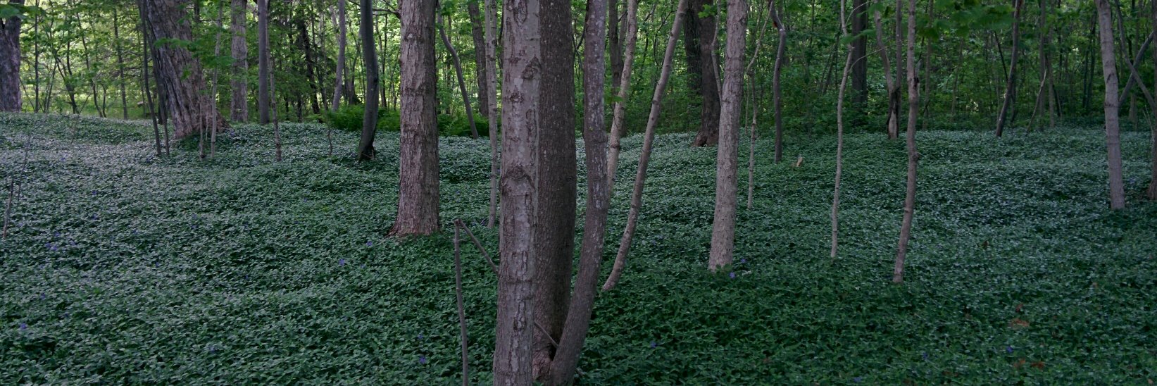 Steve MacNeil banner