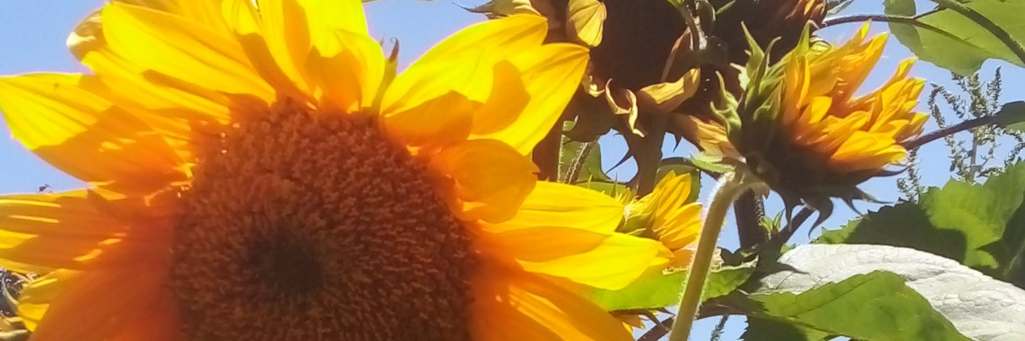 GwenVillaseca's profile banner image
