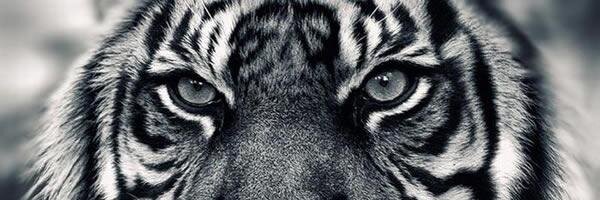 OJDAVILAS's profile banner image