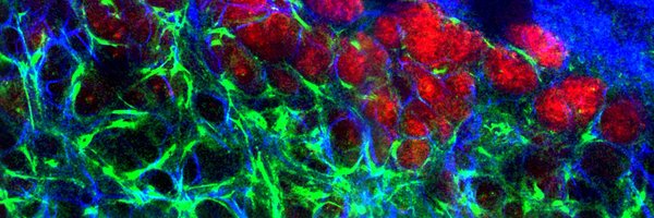 calvo_lab Profile Banner