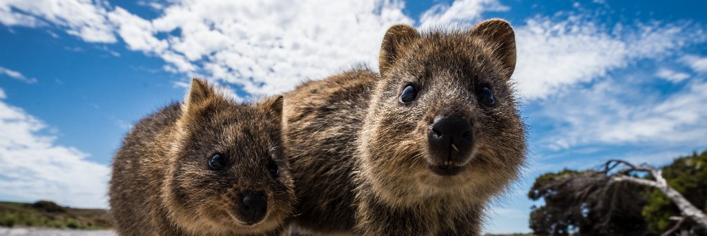 Quokkapi.com banner