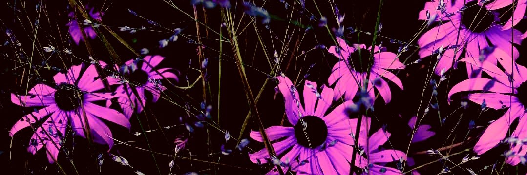 JesusbaileyF's profile banner image