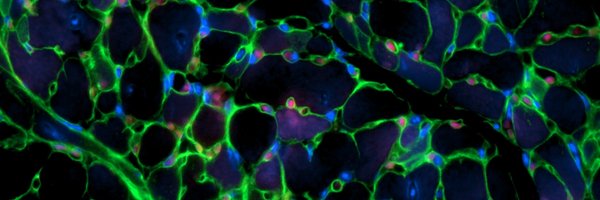 DyckLab Profile Banner