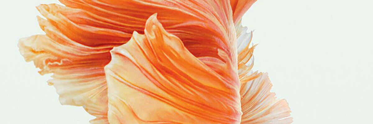 alfonsoo199's profile banner image