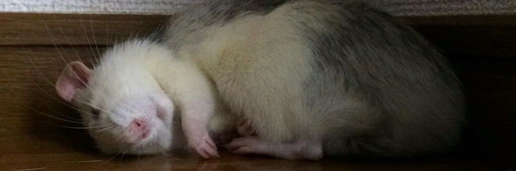 CheeseJP's profile banner image