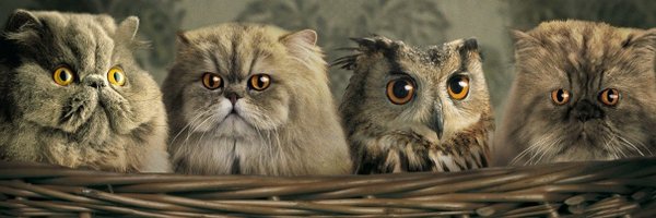 madhatter_ns Profile Banner