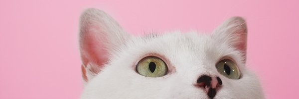 KLCatPlayground Profile Banner