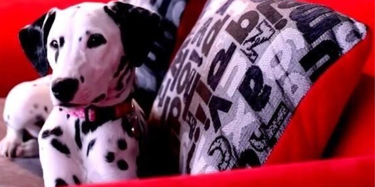 _SoyAshley's profile banner image
