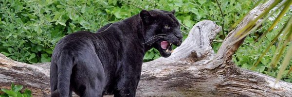 Malikfrank23 Profile Banner