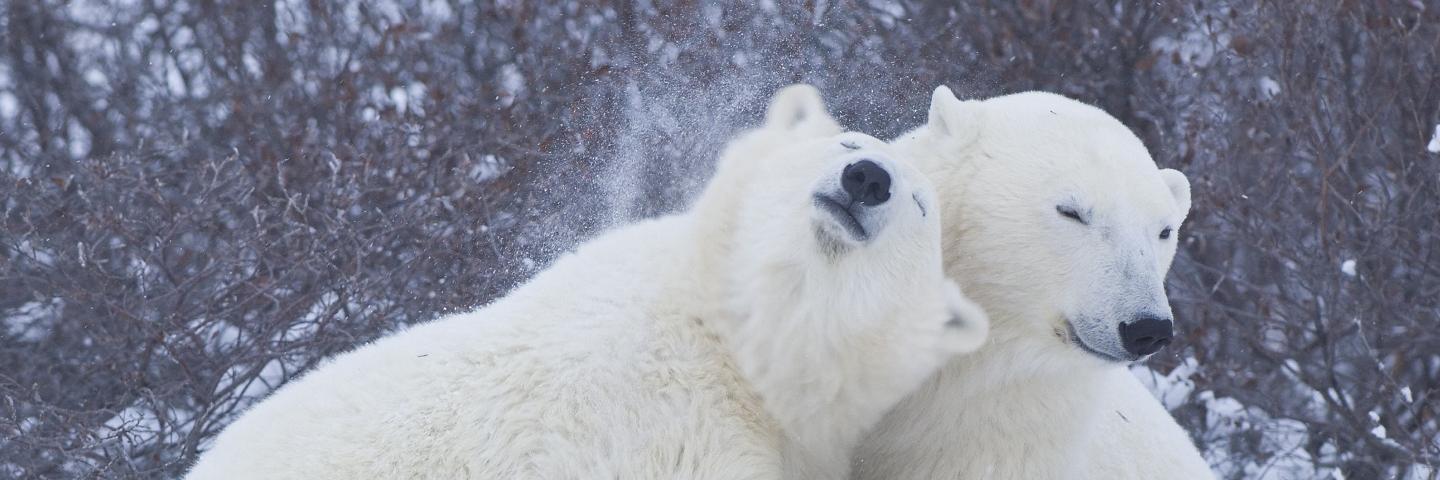 Philosophy Bear banner