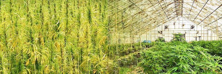 BigSmokeFacts1's profile banner image