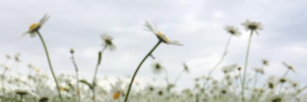 wessnette Profile Banner