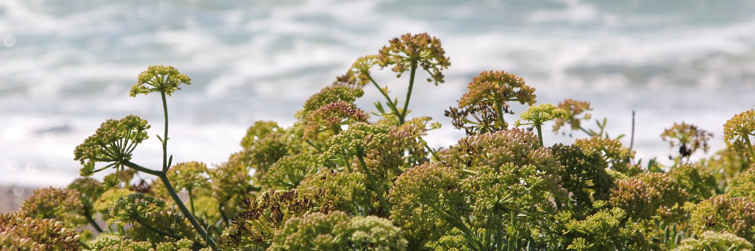 Biodiversitat Sitges banner