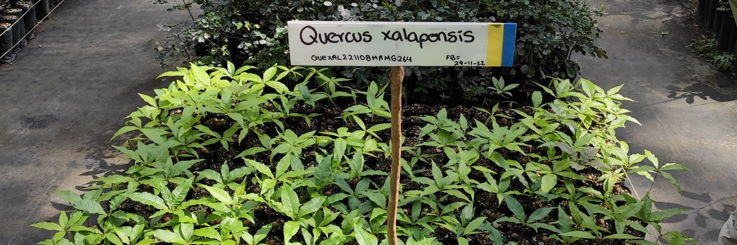 Kew Science_Sustainable Use, Seeds & Solutions banner