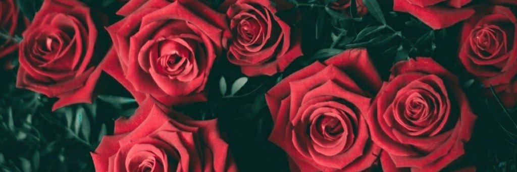 Stephanievee_'s profile banner image