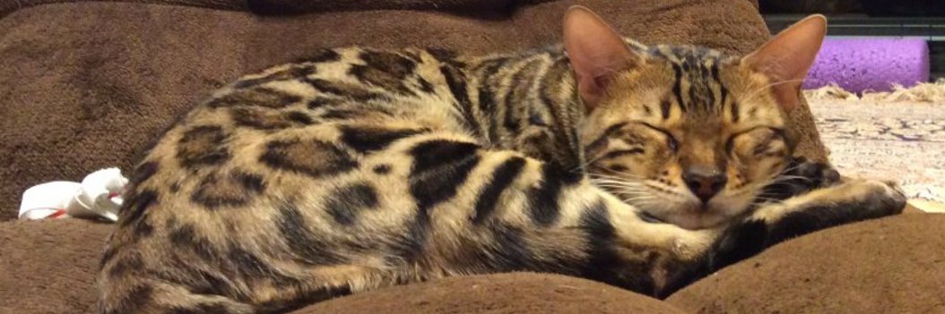 1年間頑張りましたで賞のS.N.K banner